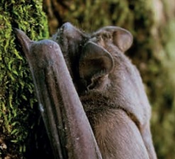 In Guter Nachbarschaft mit Fledermäusen
