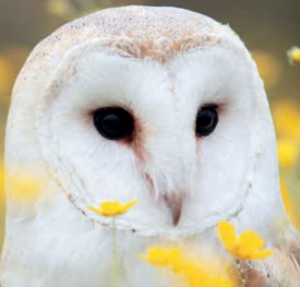 Vogelschutz in Windparks